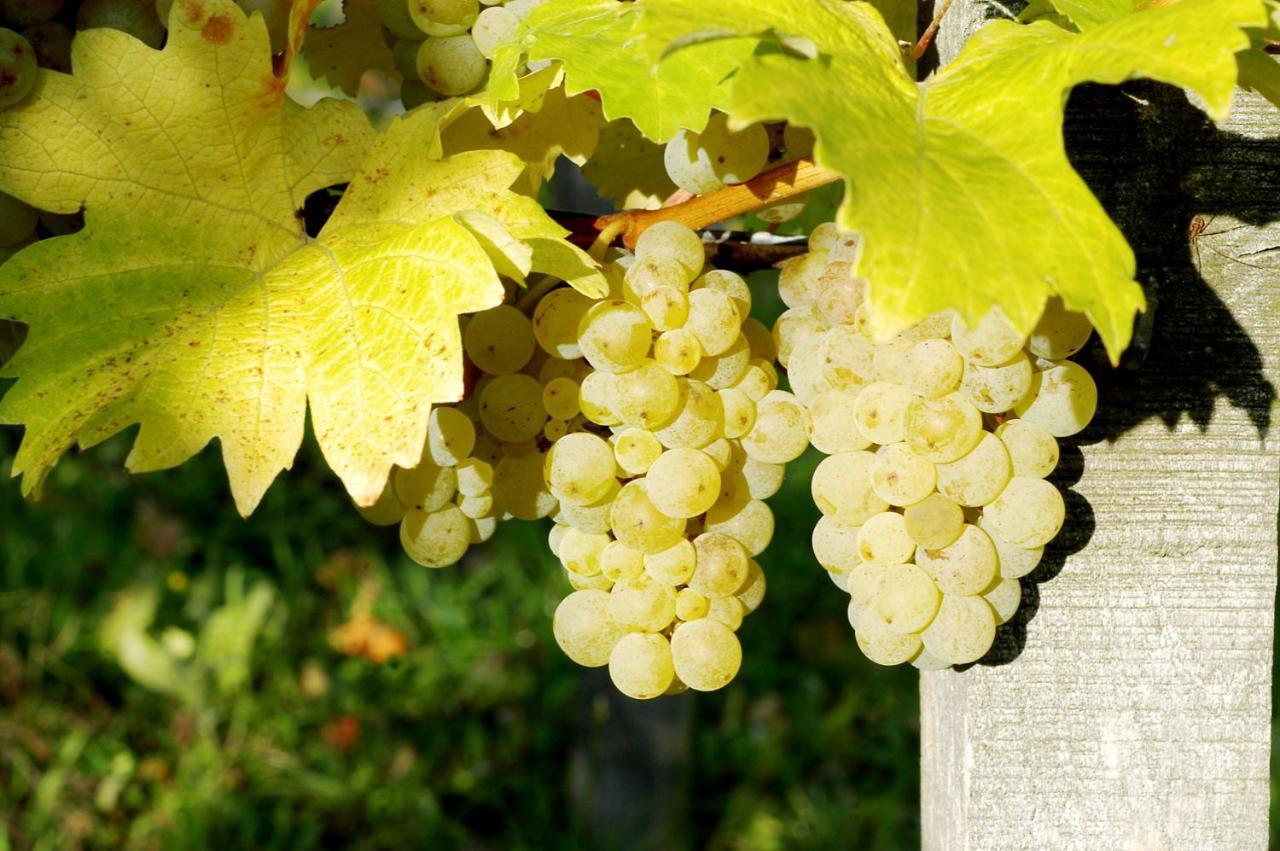 מלון Willanzheim Weinhof Am Nussbaum מראה חיצוני תמונה